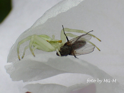 Imgp1201-Spinne2.jpg