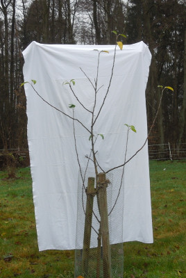 Herbstprinz_2018_Dez.jpg