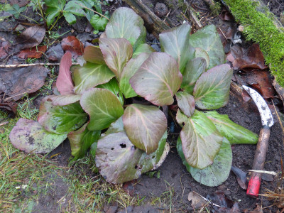 2018-12-28 Bergenia 'Joker'.jpg