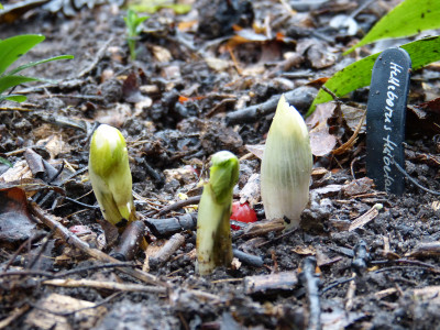 2018-12-28 Helleborus thibetanus.jpg