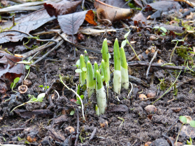 2018-12-28 Galanthus elwesii.jpg