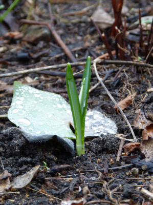 2018-12-28 Galanthus 'The Pearl'.jpg