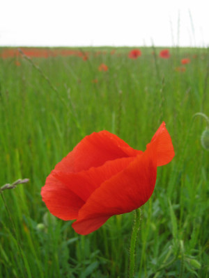 mohn_1_13_mai_07.jpg