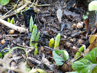 2018-12-25 Galanthus 'Merlin'.jpg