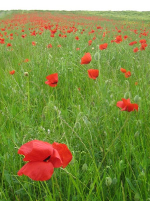 mohn_3_13_mai_07.jpg