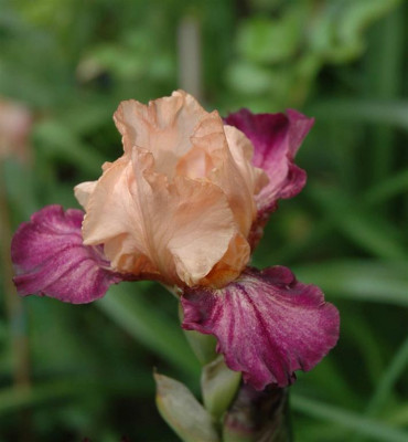 A3553a_Large.JPG