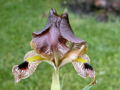 Iris_sari.jpg