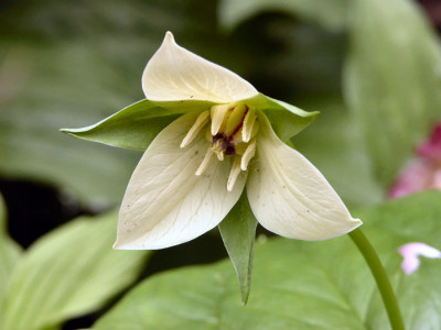 Trillium_rugelii_Askival.jpg