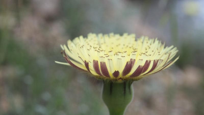 Urospermum dalechampii Weichhaarige Schwefelkörbchen P5010110.JPG