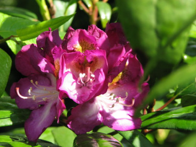 Rhodo_12-5-07.jpg
