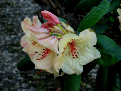 Rhodo_Viscy_25-4-07.jpg