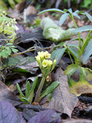 2018-12-30 Primula veris.jpg
