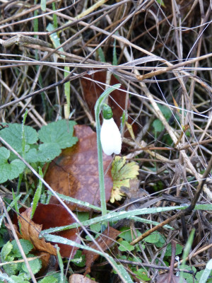 2018-12-27 Galanthus elwesii.jpg