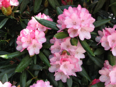 Rhodo_yakusimanum_Hybr.jpg