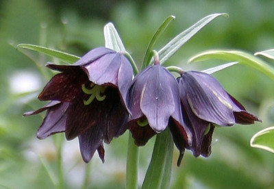 IMG_2635_eFritillaria_camschatcensis_Bluete.JPG
