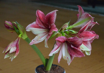 Hippeastrum-Tosca.18-2.jpg