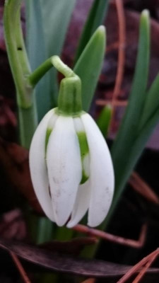 IMG-20190101-WA0003.jpeg
