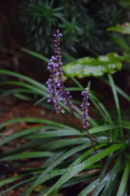 Liriope_muscari-Moneymaker.19-1.jpg