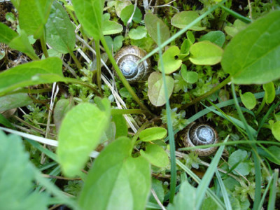 2schnecken.jpg