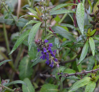 Salvia_nemerosa-Mainacht.19-1.jpg
