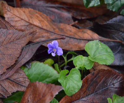 Viola_odorata.19-1.jpg
