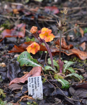 Primula_veris-orange.19-1.jpg