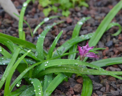Ipheion_uniflorum-Tessa.19-1.jpg