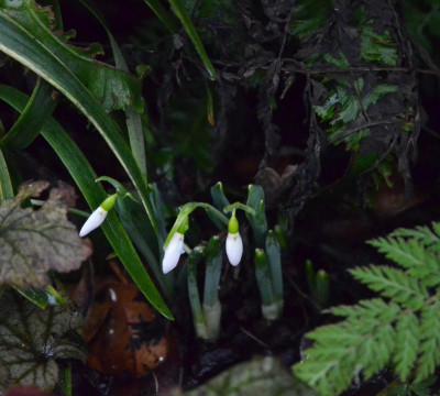 Galanthus_elwesii.19-1.jpg