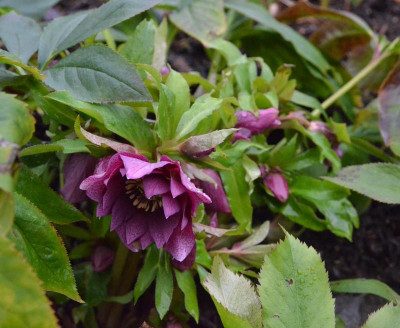 Helleborus-SPElly.19-1.jpg