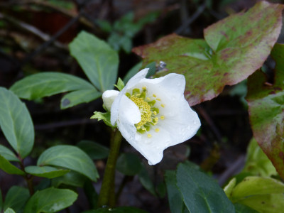 2019-01-01 Helleborus niger.jpg