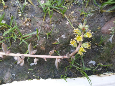 Sedum ssp.jpg