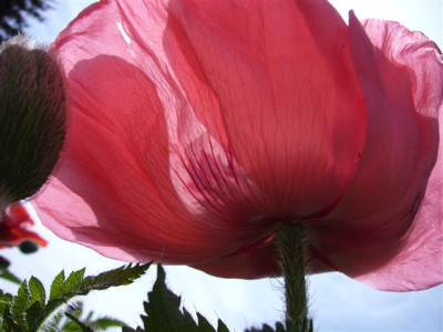 Mohn.13.05.2007.0.JPG