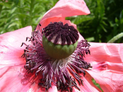 Mohn.13.05.2007.5.JPG