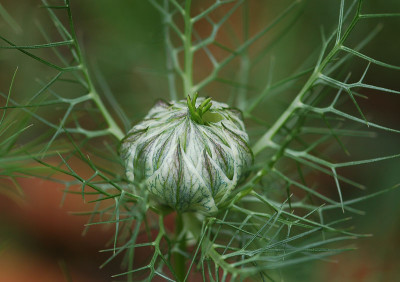 Jungfer-im-Gruenen-130507.jpg