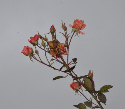 Rose-ScentedWhisper.19-1.jpg