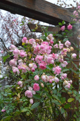 Rose-MozartsLady.19-1.jpg