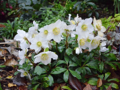 Helleborus-ChristmasCarol.18-2.jpg