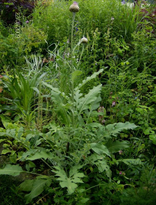 Centaurea pulchra Major 220609.jpg