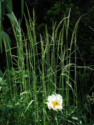 gras-stuetze.jpg