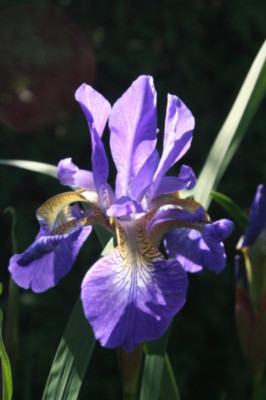 irissib07.JPG