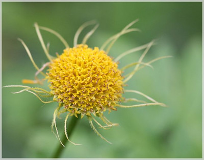 doronicum_verblueht.jpg