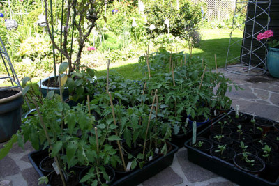 Tomaten0307.jpg