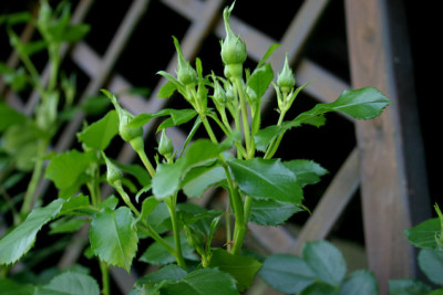 Rosen0107.jpg