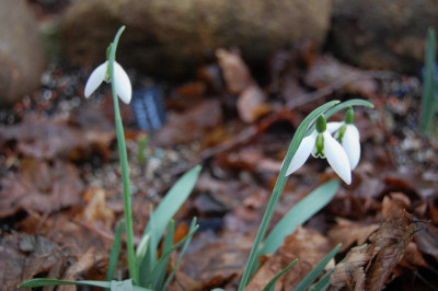 DSC_1002.JPG