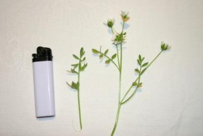 Blute_Blatt_und_Feuerzeug.JPG