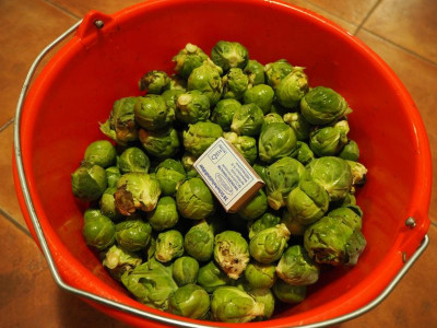Rosenkohl 5.1.19 ue.JPG