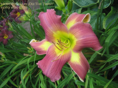 Do The Twist_1095.jpg
