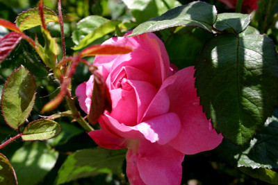 Rosen0207.jpg