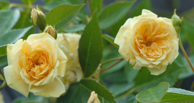 Rosa_Alistair_Stella_Gray_1_13-05-2007.jpg