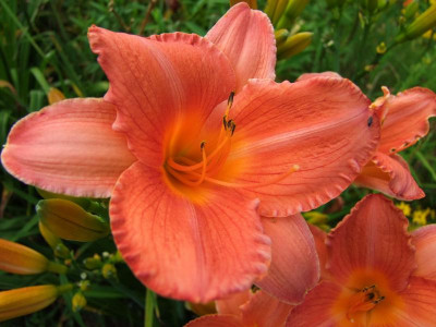 2017_0721Hemerocallis80369.jpg